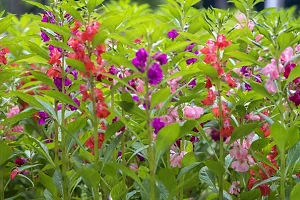 N.G.M.AGROCARE Balsam Double Mixed Flower Seed ( Pack Of 50 Seeds )-thumb2