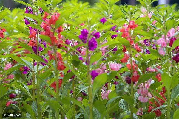 N.G.M.AGROCARE Balsam Double Mixed Flower Seed ( Pack Of 50 Seeds )-thumb3