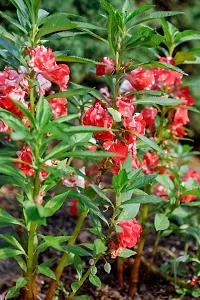 N.G.M.AGROCARE Balsam Double Mixed Flower Seed ( Pack Of 100 Seeds )-thumb1