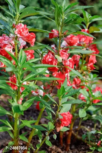 N.G.M.AGROCARE Balsam Double Mixed Flower Seed ( Pack Of 100 Seeds )-thumb2