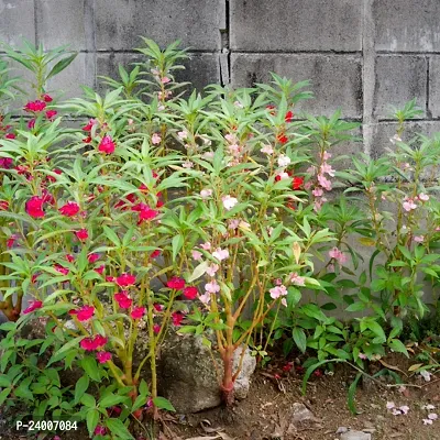 N.G.M.AGROCARE Balsam Double Mixed Flower Seed ( Pack Of 100 Seeds )-thumb4