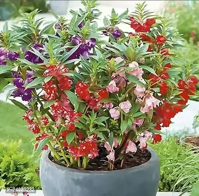 N.G.M.AGROCARE Balsam Double Mixed Flower Seed ( Pack Of 200 Seeds )-thumb0