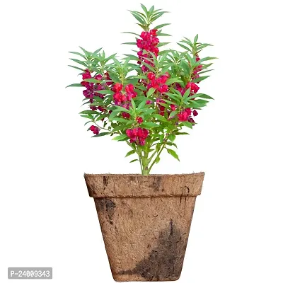 N.G.M.AGROCARE Balsam Double Mixed Flower Seed ( Pack Of 25 Seeds )-thumb0