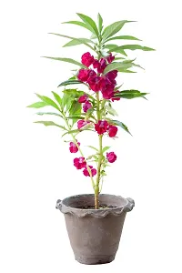 N.G.M.AGROCARE Balsam Double Mixed Flower Seed ( Pack Of 5Gram Seeds )-thumb1