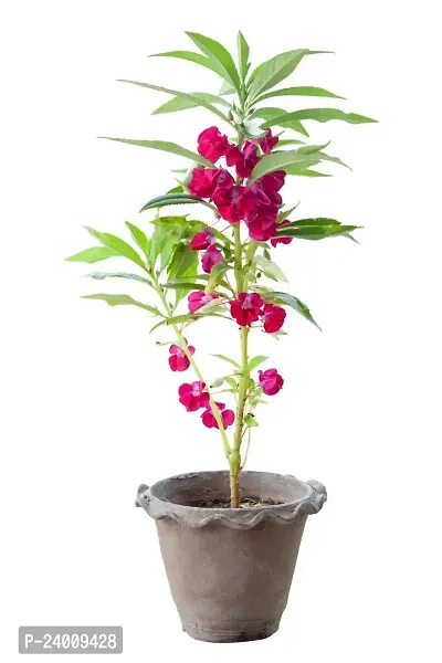 N.G.M.AGROCARE Balsam Double Mixed Flower Seed ( Pack Of 5Gram Seeds )-thumb2