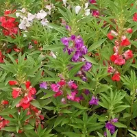 N.G.M.AGROCARE Balsam Double Mixed Flower Seed ( Pack Of 10Gram Seeds )-thumb2