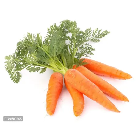 N.G.M.AGROCARE Carrot Vegetable Seed ( Pack Of 5Gram Seeds )