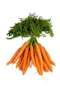 N.G.M.AGROCARE Carrot Vegetable Seed ( Pack Of 10Gram Seeds )-thumb2