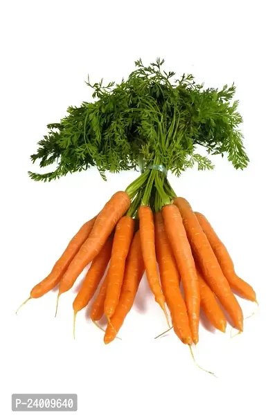 N.G.M.AGROCARE Carrot Vegetable Seed ( Pack Of 10Gram Seeds )-thumb3