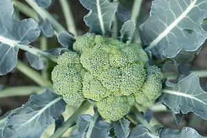 N.G.M.AGROCARE Broccoli Vegetable seed ( Pack Of 10 Broccoli Vegetable Seeds )-thumb2