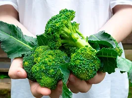 N.G.M.AGROCARE Broccoli Vegetable seed ( Pack Of 10 Broccoli Vegetable Seeds )-thumb1