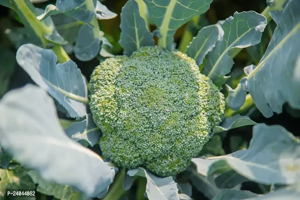 N.G.M.AGROCARE Broccoli Vegetable seed ( Pack Of 15 Broccoli Vegetable Seeds )-thumb0