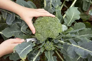 N.G.M.AGROCARE Broccoli Vegetable seed ( Pack Of 15 Broccoli Vegetable Seeds )-thumb1