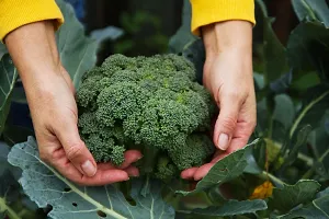 N.G.M.AGROCARE Broccoli Vegetable seed ( Pack Of 20 Broccoli Vegetable Seeds )-thumb1