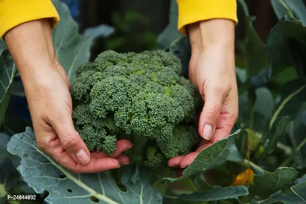 N.G.M.AGROCARE Broccoli Vegetable seed ( Pack Of 20 Broccoli Vegetable Seeds )-thumb2