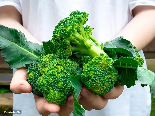 N.G.M.AGROCARE Broccoli Vegetable seed ( Pack Of 20 Broccoli Vegetable Seeds )-thumb3