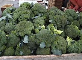 N.G.M.AGROCARE Broccoli Vegetable seed ( Pack Of 20 Broccoli Vegetable Seeds )-thumb3