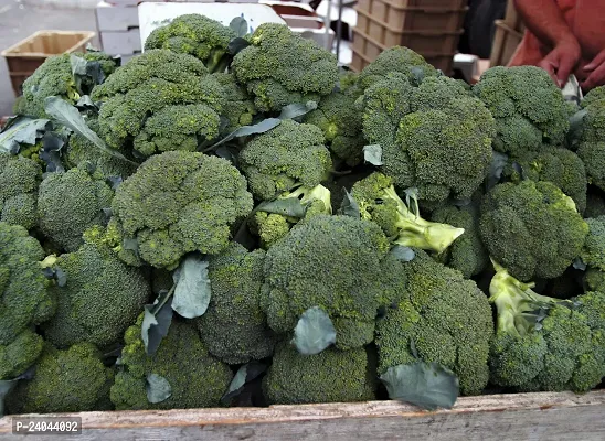 N.G.M.AGROCARE Broccoli Vegetable seed ( Pack Of 20 Broccoli Vegetable Seeds )-thumb4