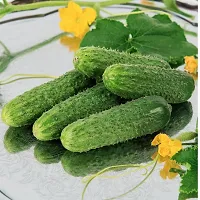 N.G.M.AGROCARE F1 Hybrid Cucumber Vegetable Seed ( Pack Of 10 Seeds )-thumb1