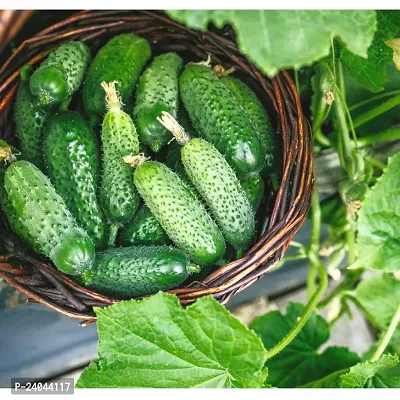 N.G.M.AGROCARE F1 Hybrid Cucumber Vegetable Seed ( Pack Of 10 Seeds )-thumb3