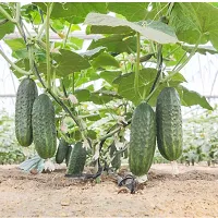 N.G.M.AGROCARE F1 Hybrid Cucumber Vegetable Seed ( Pack Of 10 Seeds )-thumb3