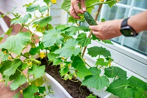 N.G.M.AGROCARE F1 Hybrid Cucumber Vegetable Seed ( Pack Of 20 Seeds )-thumb1