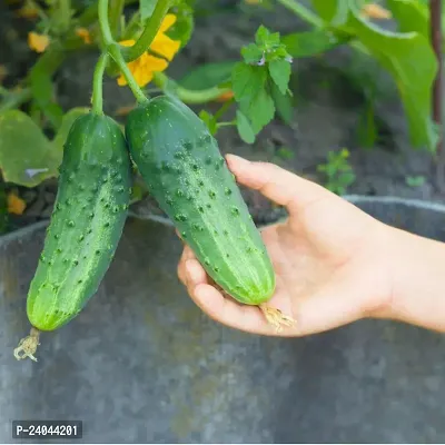 N.G.M.AGROCARE F1 Hybrid Cucumber Vegetable Seed ( Pack Of 20 Seeds )-thumb4