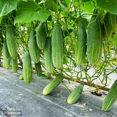 N.G.M.AGROCARE F1 Hybrid Cucumber Vegetable Seed ( Pack Of 40 Seeds )