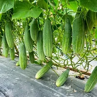 N.G.M.AGROCARE F1 Hybrid Cucumber Vegetable Seed ( Pack Of 50 Seeds )-thumb1