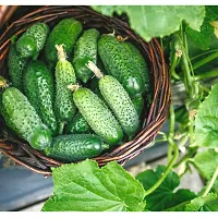 N.G.M.AGROCARE F1 Hybrid Cucumber Vegetable Seed ( Pack Of 50 Seeds )-thumb2