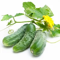 N.G.M.AGROCARE F1 Hybrid Cucumber Vegetable Seed ( Pack Of 50 Seeds )-thumb3