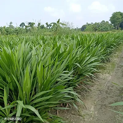 N.G.M. AGROCARE Smart/Dwarf/Indonesia Multi-Cut Hybrid Napier Grass slips/Sticks for Cultivation Seed  ( Pack Of 20 Grass Stick )-thumb4