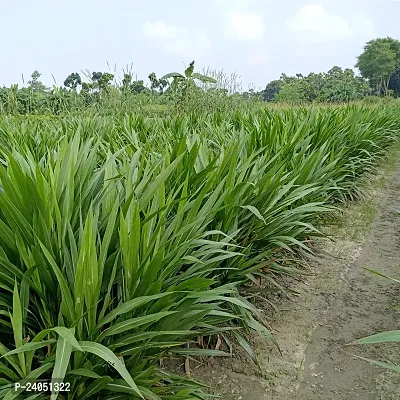 N.G.M. AGROCARE Smart/Dwarf/Indonesia Multi-Cut Hybrid Napier Grass slips/Sticks for Cultivation Seed  ( Pack Of 25 Grass Stick )-thumb4