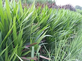 N.G.M. AGROCARE Smart/Dwarf/Indonesia Multi-Cut Hybrid Napier Grass slips/Sticks for Cultivation Seed  ( Pack Of 50 Grass Stick )-thumb3