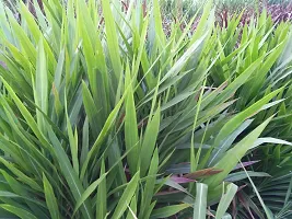 N.G.M. AGROCARE Smart/Dwarf/Indonesia Multi-Cut Hybrid Napier Grass slips/Sticks for Cultivation Seed  ( Pack Of 50 Grass Stick )-thumb4