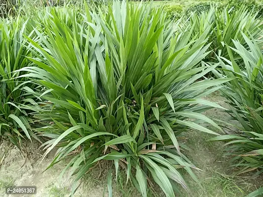 N.G.M. AGROCARE Smart/Dwarf/Indonesia Multi-Cut Hybrid Napier Grass slips/Sticks for Cultivation Seed  ( Pack Of 100 Grass Stick )