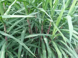 N.G.M.AGROCARE COCN4 Hybrid Multi-Cut Fresh Double Nodes Napier Grass slips/stick for cultivate Seed ( Pack Of 25 Grass Stick )-thumb3
