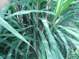 N.G.M.AGROCARE COCN4 Hybrid Multi-Cut Fresh Double Nodes Napier Grass slips/stick for cultivate Seed ( Pack Of 50 Grass Stick )-thumb2