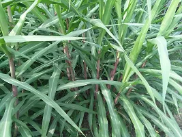 N.G.M.AGROCARE COCN4 Hybrid Multi-Cut Fresh Double Nodes Napier Grass slips/stick for cultivate Seed ( Pack Of 50 Grass Stick )-thumb3