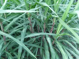 N.G.M.AGROCARE COCN4 Hybrid Multi-Cut Fresh Double Nodes Napier Grass slips/stick for cultivate Seed ( Pack Of 200 Grass Stick )-thumb1
