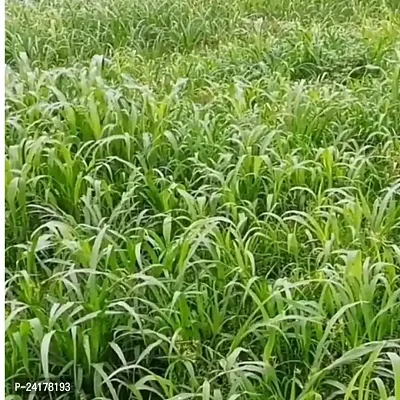 N.G.M. AGROCARE Bangladesh Ojana Hybrid/Water King Napier Multi-Cut Napier Grass Stick for Cultivate ( Pack Of 20 Grass Stick )-thumb3