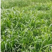 N.G.M. AGROCARE Bangladesh Ojana Hybrid/Water King Napier Multi-Cut Napier Grass Stick for Cultivate ( Pack Of 40 Grass Stick )-thumb1