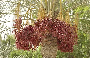 N.G.M.AGROCARE Arabian Khajur/Dates Fruit Plant  ( Pack of 1 Plant )-thumb2