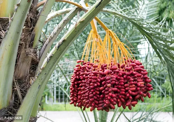N.G.M.AGROCARE Irani Piarom Maryam Dates/Khajur Fruit Plant ( Pack of 1 Plant )