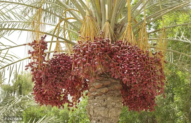 N.G.M.AGROCARE Irani Piarom Maryam Dates/Khajur Fruit Plant ( Pack of 1 Plant )-thumb3