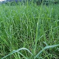 N.G.M.AGROCARE Bangladesh White German Fodder Grass Single Stick for Cultivated ( Pack of 25 Grass Stick )-thumb1
