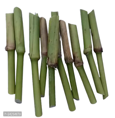 N.G.M.AGROCARE Bangladesh White German Fodder Grass Single Stick for Cultivated ( Pack of 50 Grass Stick )
