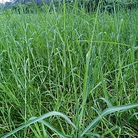 N.G.M.AGROCARE Bangladesh White German Fodder Grass Single Stick for Cultivated ( Pack of 100 Grass Stick )-thumb1