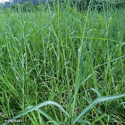 N.G.M.AGROCARE Bangladesh White German Fodder Grass Single Stick for Cultivated ( Pack of 100 Grass Stick )-thumb2