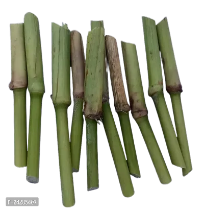 N.G.M.AGROCARE Bangladesh White German Fodder Grass Single Stick for Cultivated ( Pack of 100 Grass Stick )-thumb3